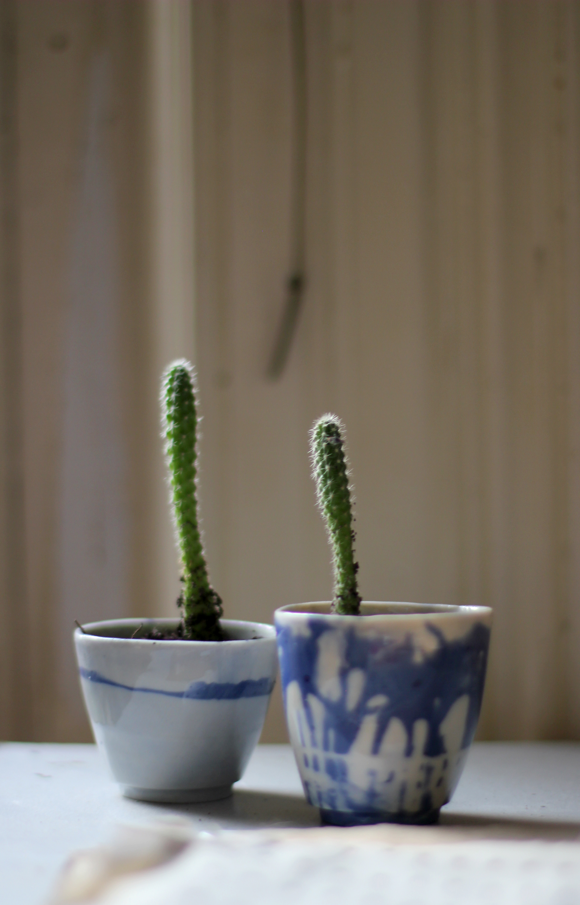 2 cactus.jpg