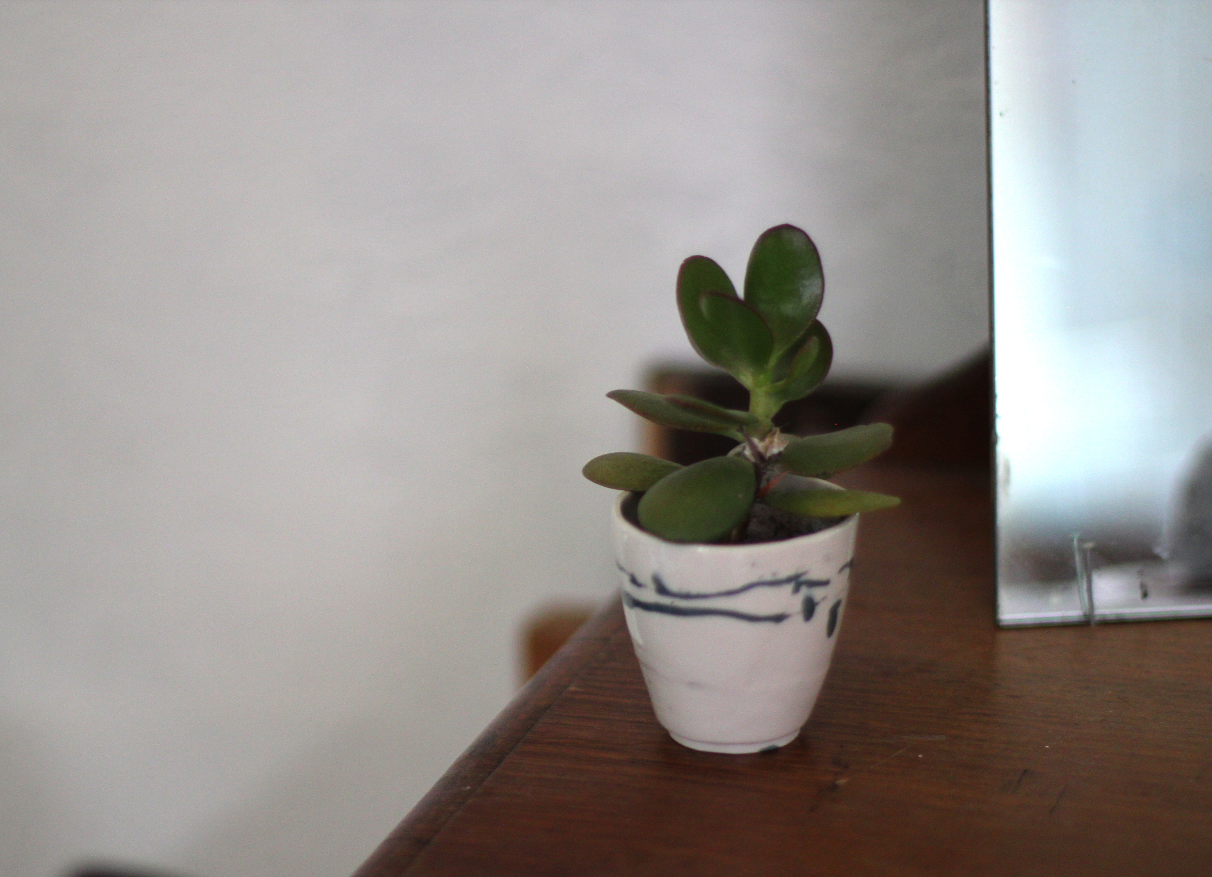 plante solo 1.jpg