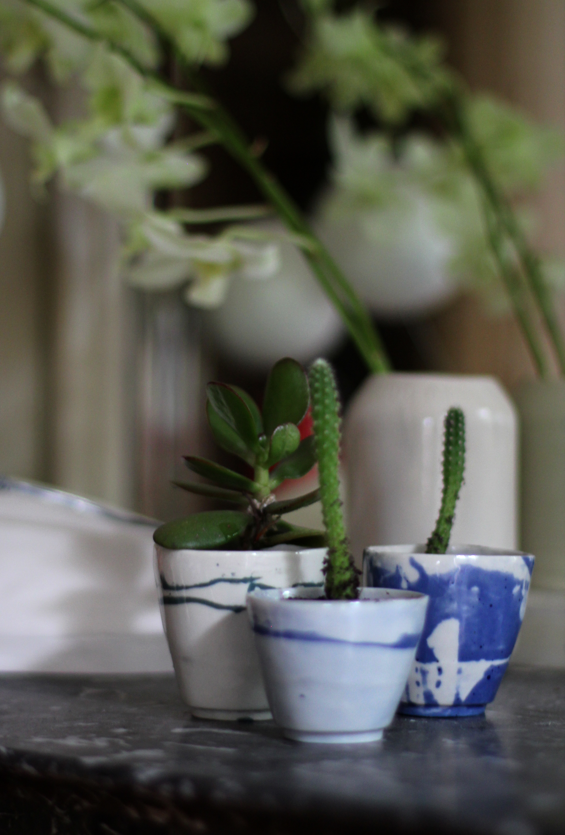 plantes.jpg
