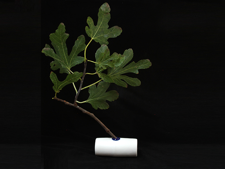 vase#7 -PLANTS-LR.jpg